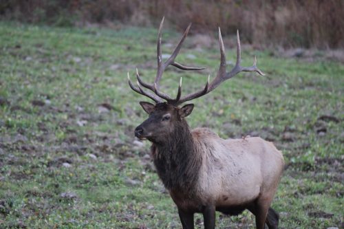 Deer/Elk outside