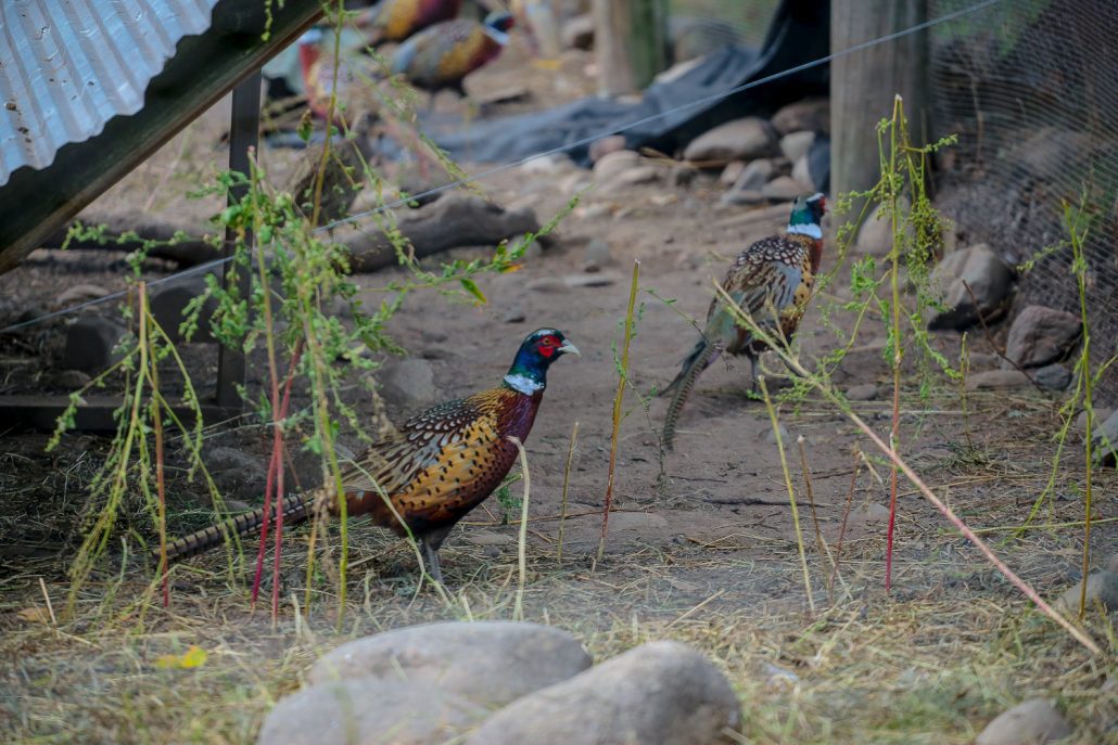 The Wilderness Reserve Pheasant