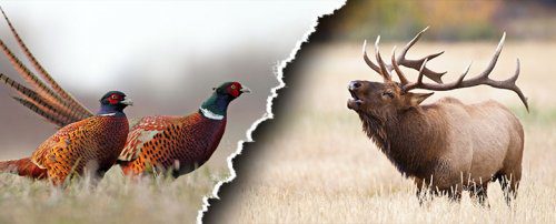 hoof and wing combo bird and elk graphic