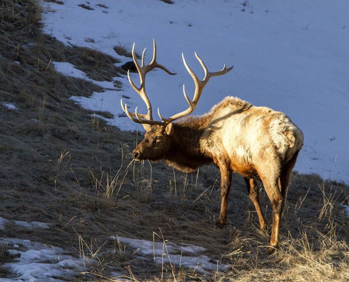 Late Season Elk Hunt