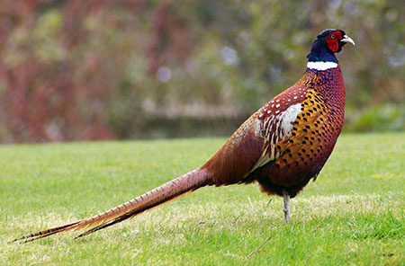 Life of a Pheasant