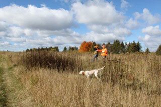 Pheasant Hunting | The Wilderness Reserve