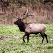 Rocky Mountain Elk Hunting