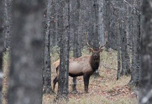 Seasonal Elk Behavior