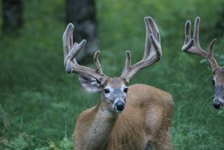Whitetail Deer Hunt Phelps Wisconsin