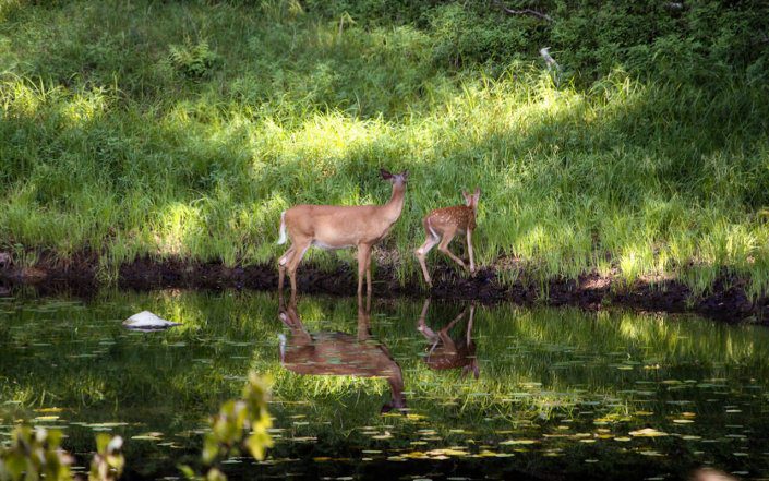 Wildlife Viewing Whitetail Deer Fawn