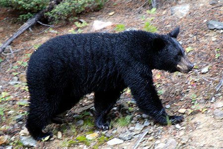Wisconsin Black Bear